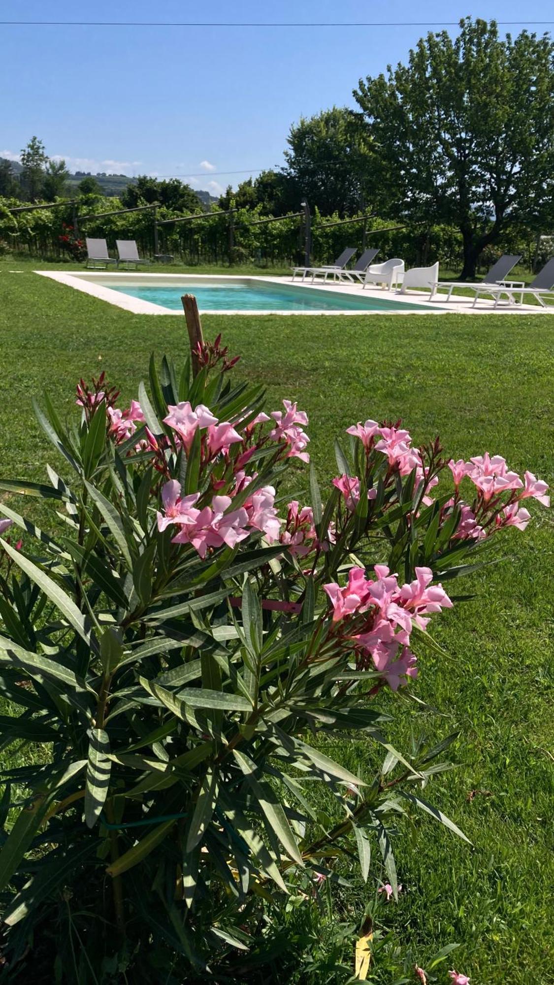 B&B Campagnon Valpolicella Sant'Ambrogio di Valpolicella Ngoại thất bức ảnh